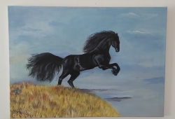 wild horse - 1409 