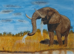  Slon u vody 