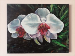 Orchideje  - 1194 