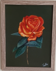 Růže - 1526 