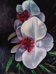 Orchideje - 1194 