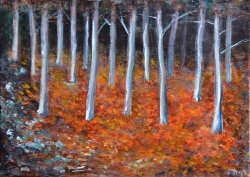 Podzim v bukovém lese - 1084 