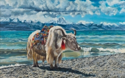 Tibetan Yak (Afrodita) - 1467 