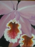 Růžová orchidej - 605 