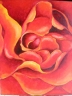 Detail červené růže - 605 