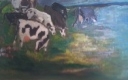 krávy na pastvě - 927 