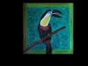 Tukan s černý zobakem  - 950 
