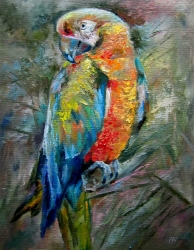 Papoušek 2 - 1051 