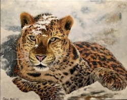 Panthera Pardus - 1087 